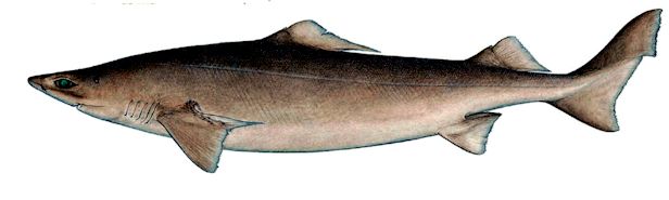 Centrophorus niaukang_04.jpg